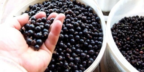 Mulj džem od crne, crvene ribizle